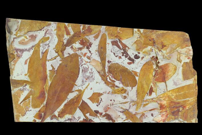 9.9" Fossil Seed Fern (Glossopteris) Plate - Australia